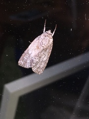 Acronicta impleta