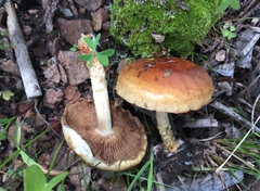 Pholiota lubrica