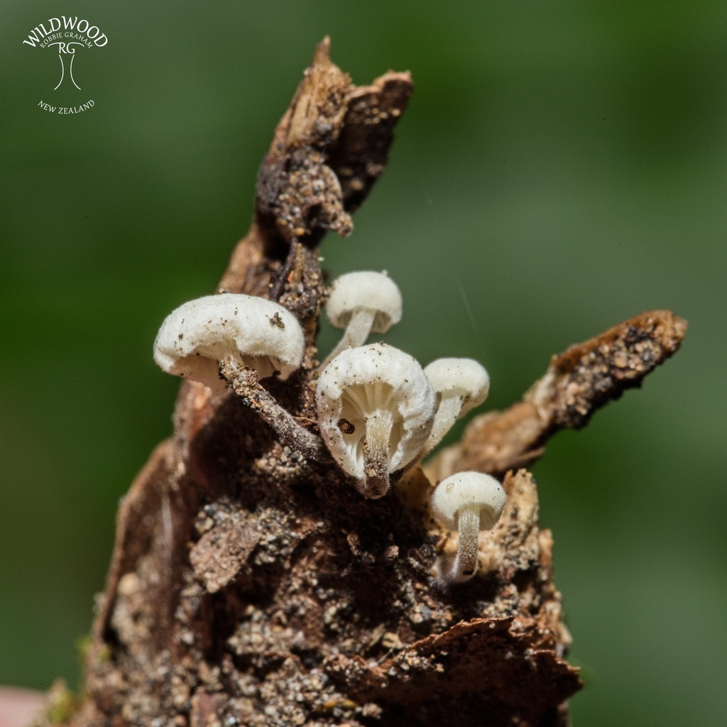 Marasmiellomycena albodescendens · May 2025 · photo: © robbiebgraham (iNaturalist, cc0)
