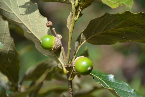 Quercus purulhana