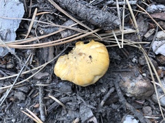 Cantharellus roseocanus