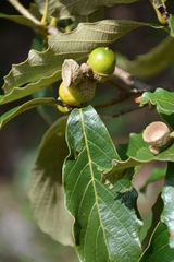 Quercus purulhana