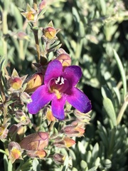 Penstemon californicus