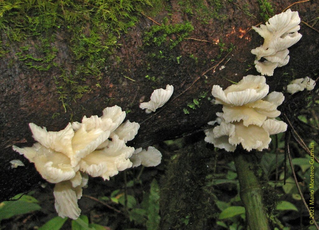 Pleurotus flabellatus