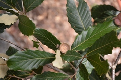 Quercus segoviensis