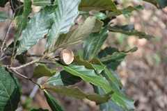 Quercus segoviensis