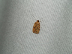 Agonopterix thelmae