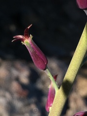 Streptanthus campestris