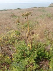 Angelica hendersonii