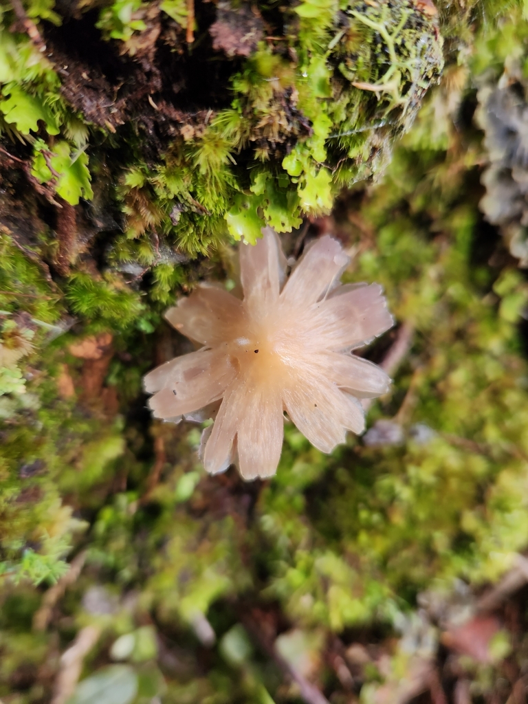 Humidicutis horakii · May 2025 · photo: © archie_tarn (iNaturalist, cc-by)