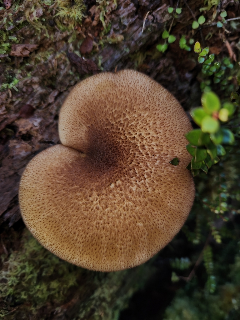 Tricholomopsis ornaticeps · May 2025 · photo: © archie_tarn (iNaturalist, cc-by)