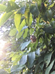 Araneidae