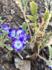 Phacelia curvipes