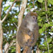 Lemur Cariancho - Photo (c) Seig, algunos derechos reservados (CC BY-NC), uploaded by Seig
