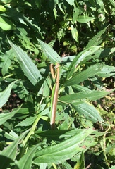 Tenodera sinensis