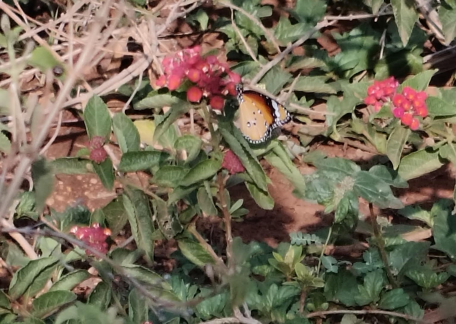 Plain Tiger