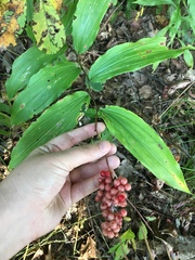 Maianthemum racemosum