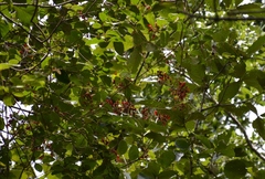 Heteropterys brachiata