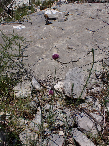 Allium acutiflorum, photograph 6
