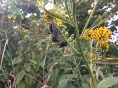 Arilus cristatus