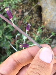 Streptanthus campestris