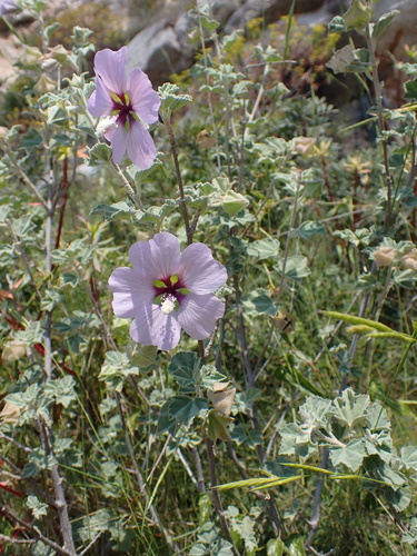 Malva subovata