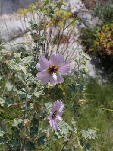 Malva subovata