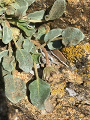 Dwarf Sand Verbena (Abronia nana)
