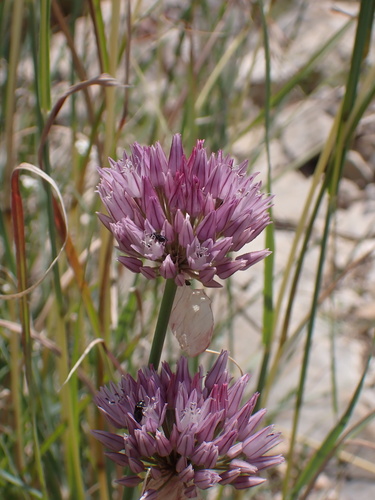Allium acutiflorum, photograph 4