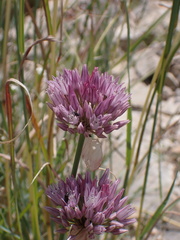 Allium acutiflorum, photograph (c) Fabien Piednoir, some rights reserved (CC BY-SA)
