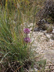 Allium acutiflorum, photograph (c) Fabien Piednoir, some rights reserved (CC BY-SA)
