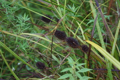 Carex squarrosa