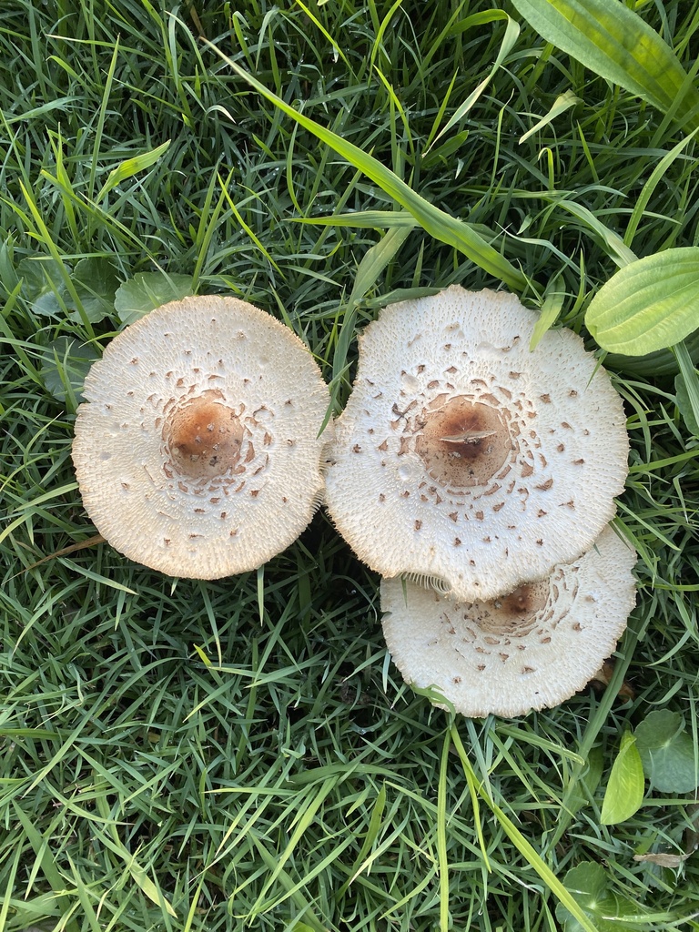 Chlorophyllum molybdites · May 2025 · photo: © bushbrat (iNaturalist, cc0)