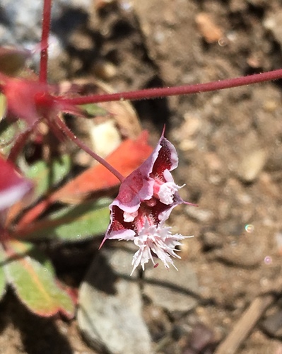 Image of Sidotheca emarginata by (c) Matt Berger, some rights reserved (CC BY)