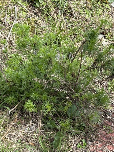 Artemisia morrisonensis iNat (3)
