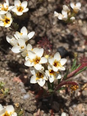 Leptosiphon lemmonii