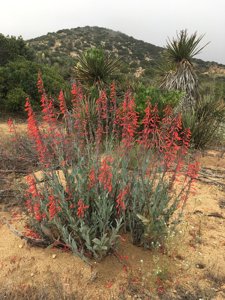scarlet bugler