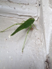 Microcentrum californicum