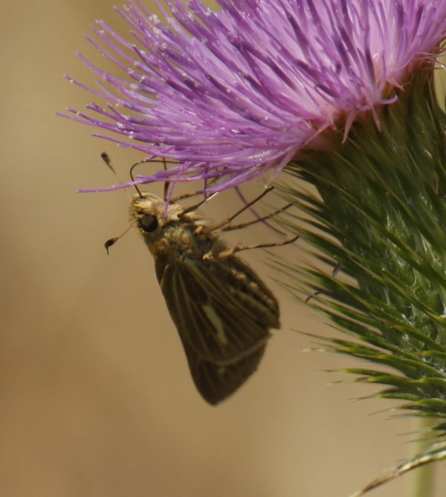 Salt marsh skipper from oceanside ny usa on september 4 2019 at 01 