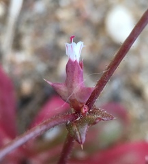 Centrostegia thurberi