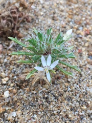 Loeseliastrum schottii