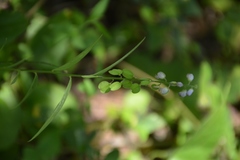 Hebecarpa rivinifolia