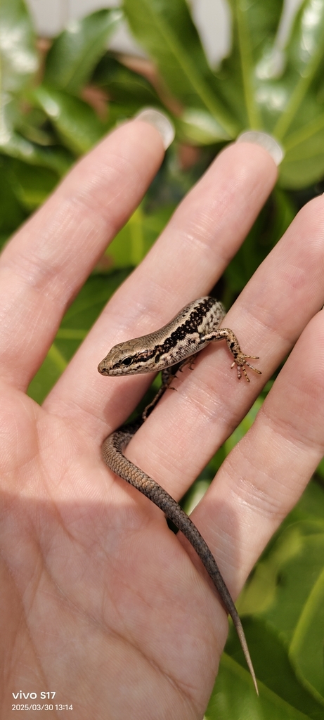 Doria's Ground Skink