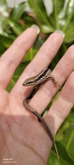 Doria's Ground Skink photo 1