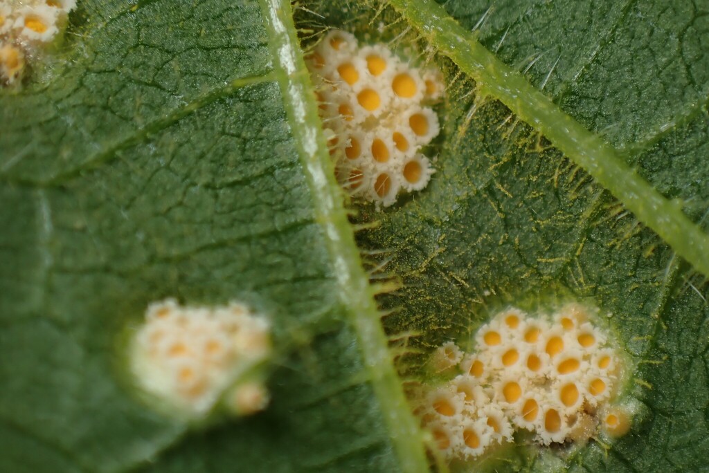 Urtica
