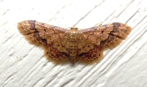 Idaea celtima (Schaus, 1901)