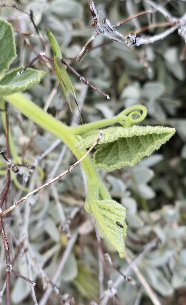 Cucurbita