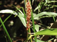 Alpinia stachyodes