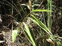 Alpinia stachyodes