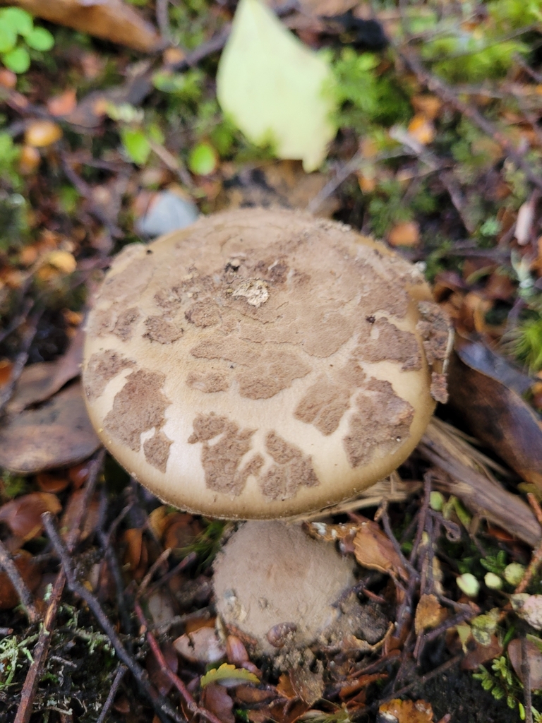 Amanita nothofagi · May 2025 · photo: © kate_mcalpine (iNaturalist, cc-by)